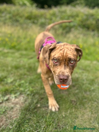 Mixed Breed dogs Beautiful cane corso NALA - Advert 1