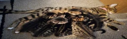 Bengal cats for sale: Bengal kittens in Macclesfield - Advert 5