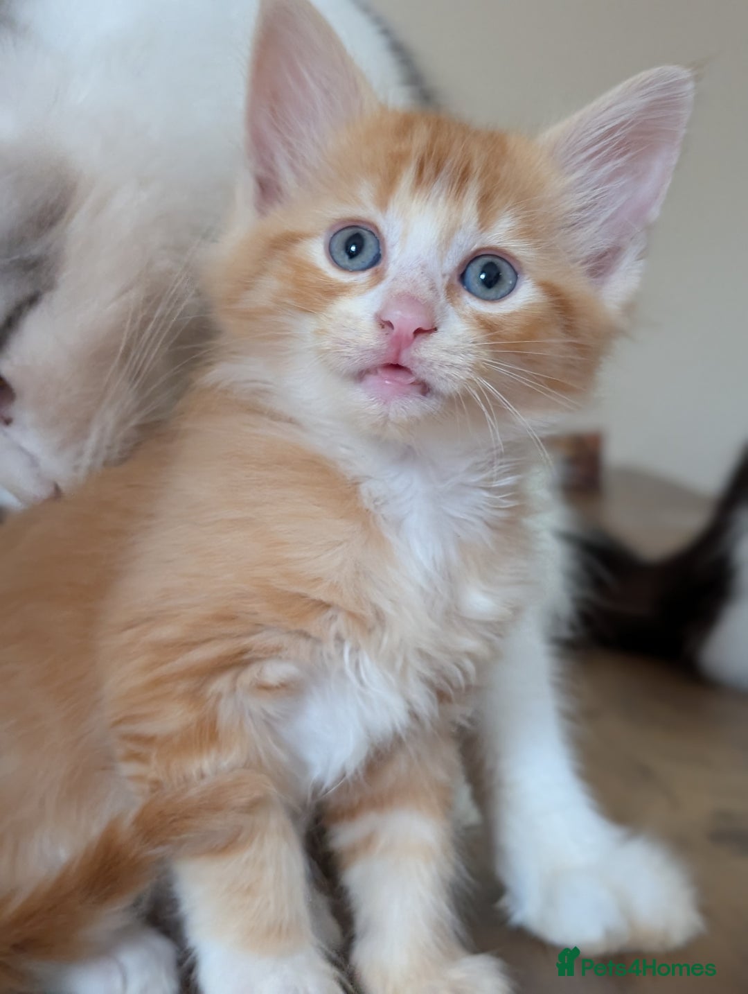 Maine Coon cats for sale: Maine Coon kittens  - Image 7