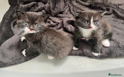 British Shorthair cats for sale: British blue x - Image 5