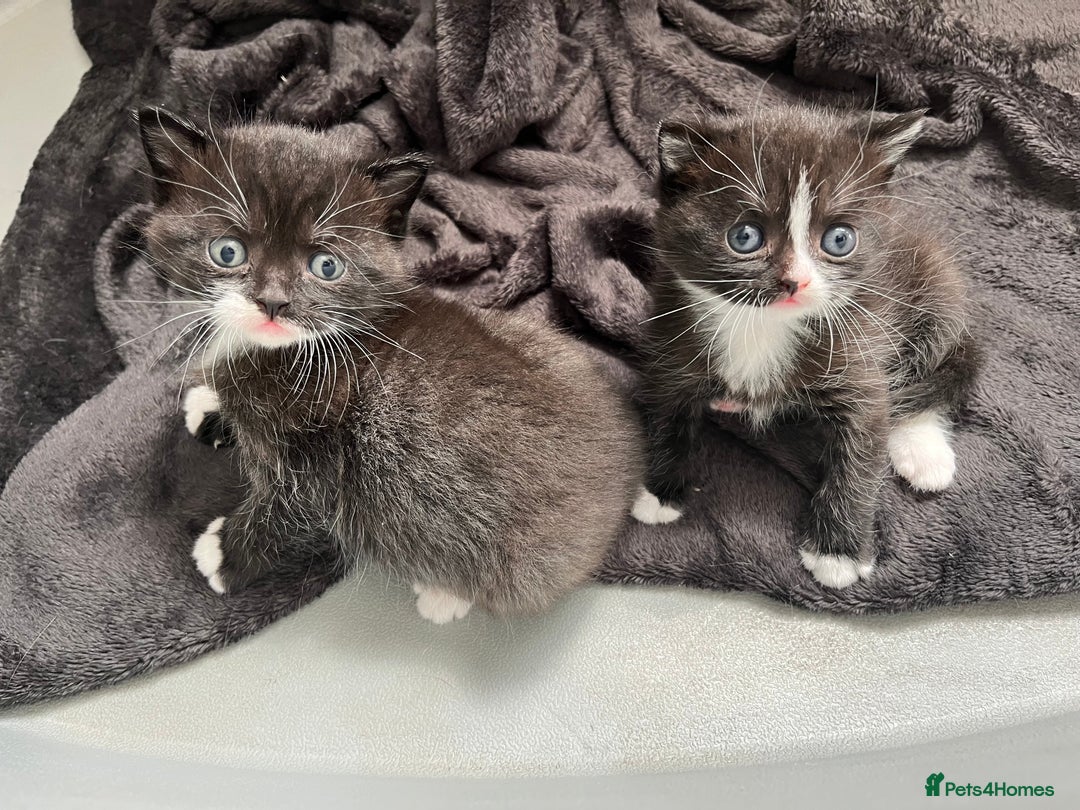 British Shorthair cats for sale: British blue x - Image 5