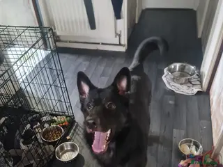 German Shepherd dogs Hades. REHOME. 1 year old german shepherd. GSD. - Advert 15