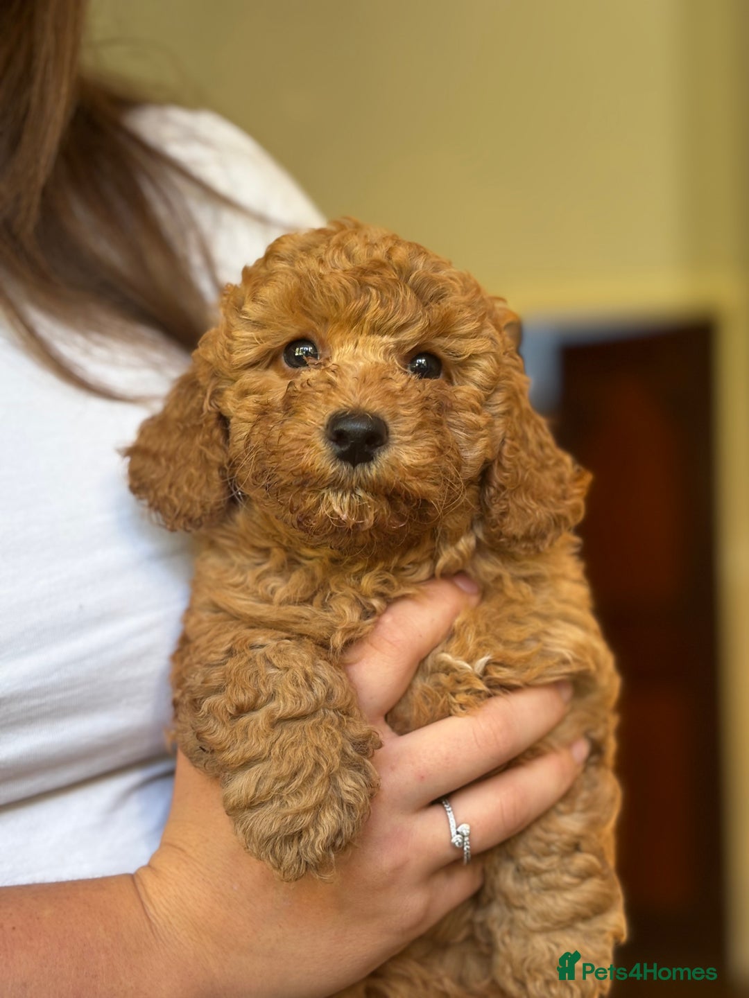 Poochon dogs for sale: 2 female poochon puppies - Image 9