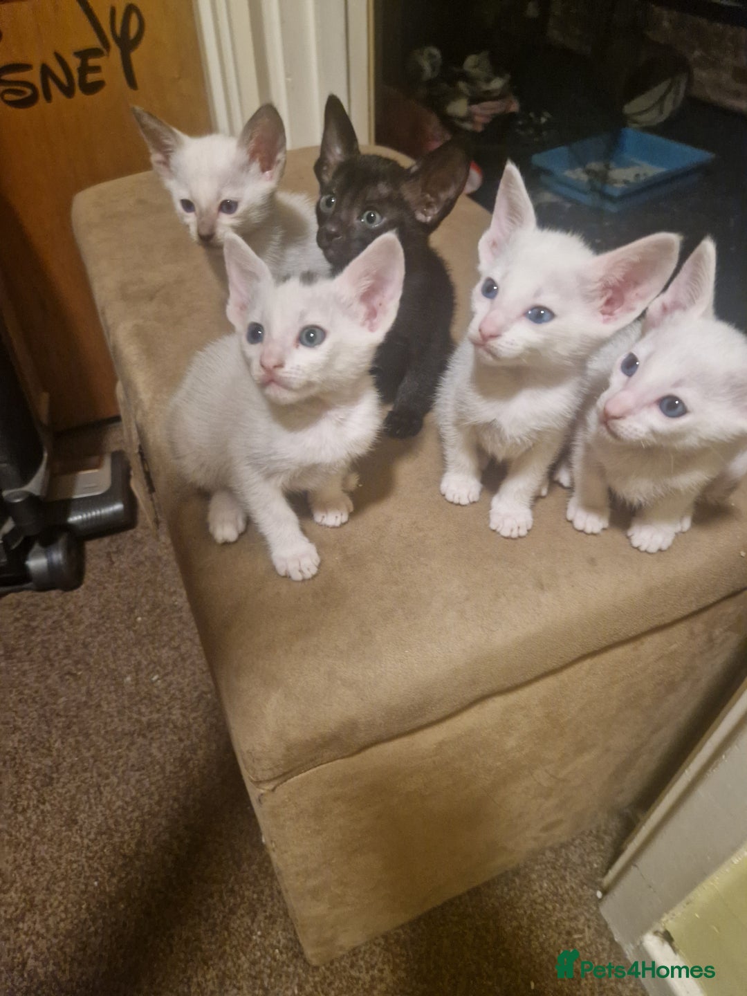 Mixed Breed cats for sale: Mixed breed kittens siamese cross Oriental  - Image 11