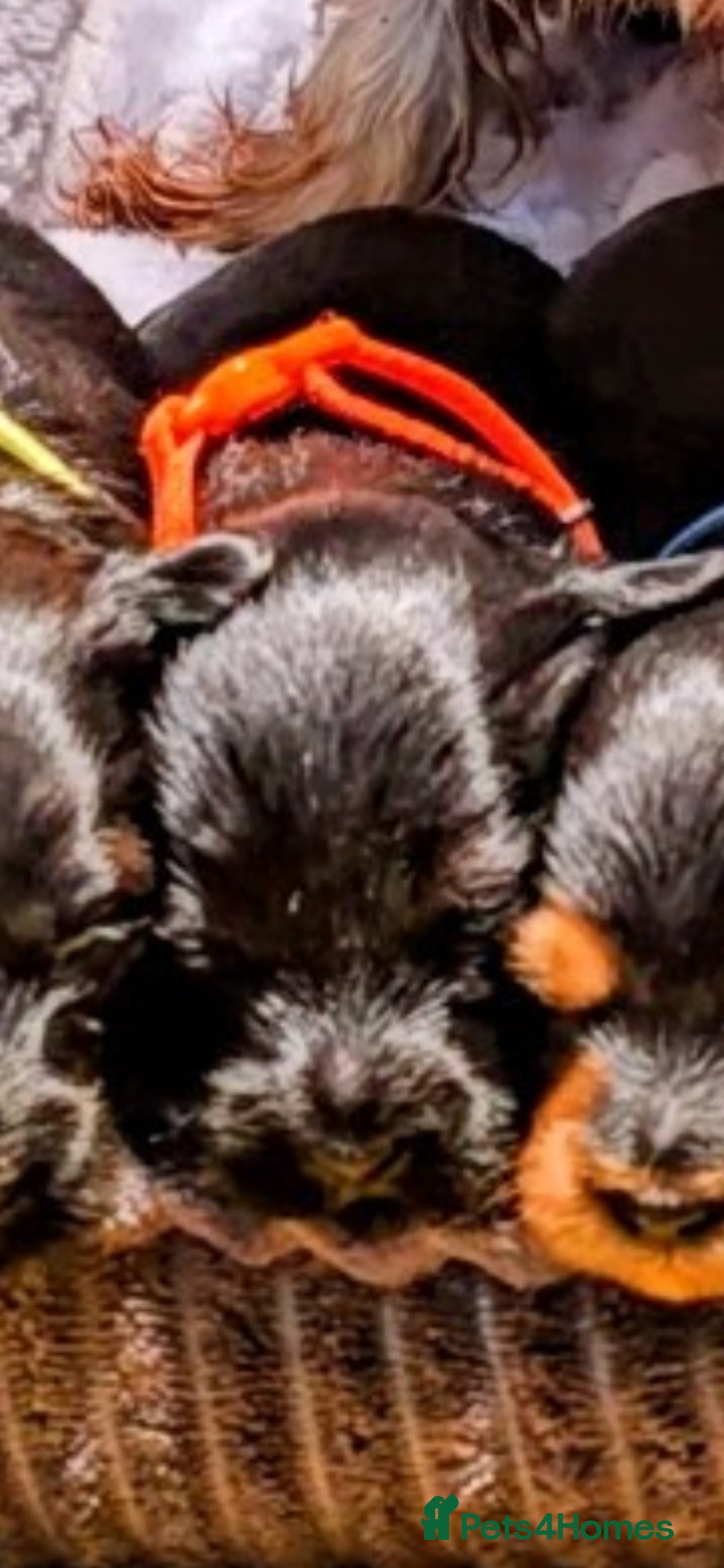 Yorkiepoo dogs for sale: GENUINE F1 YORKIEPOO PUPPIES  - Advert 23