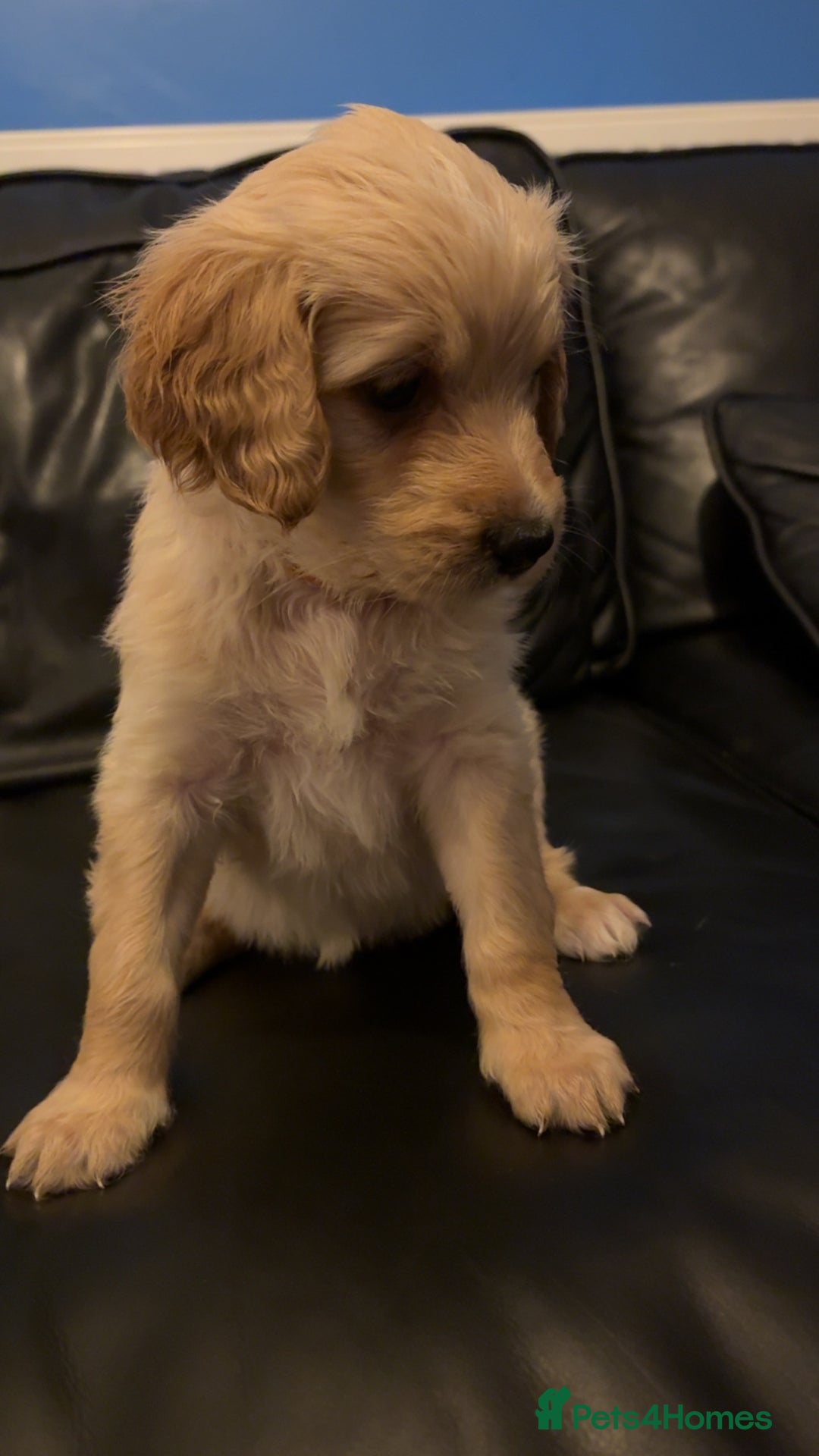 Mixed Breed dogs for sale: Bernedoodle - Advert 4