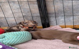 Dachshund dogs for sale: Dachshunds  - Image 29