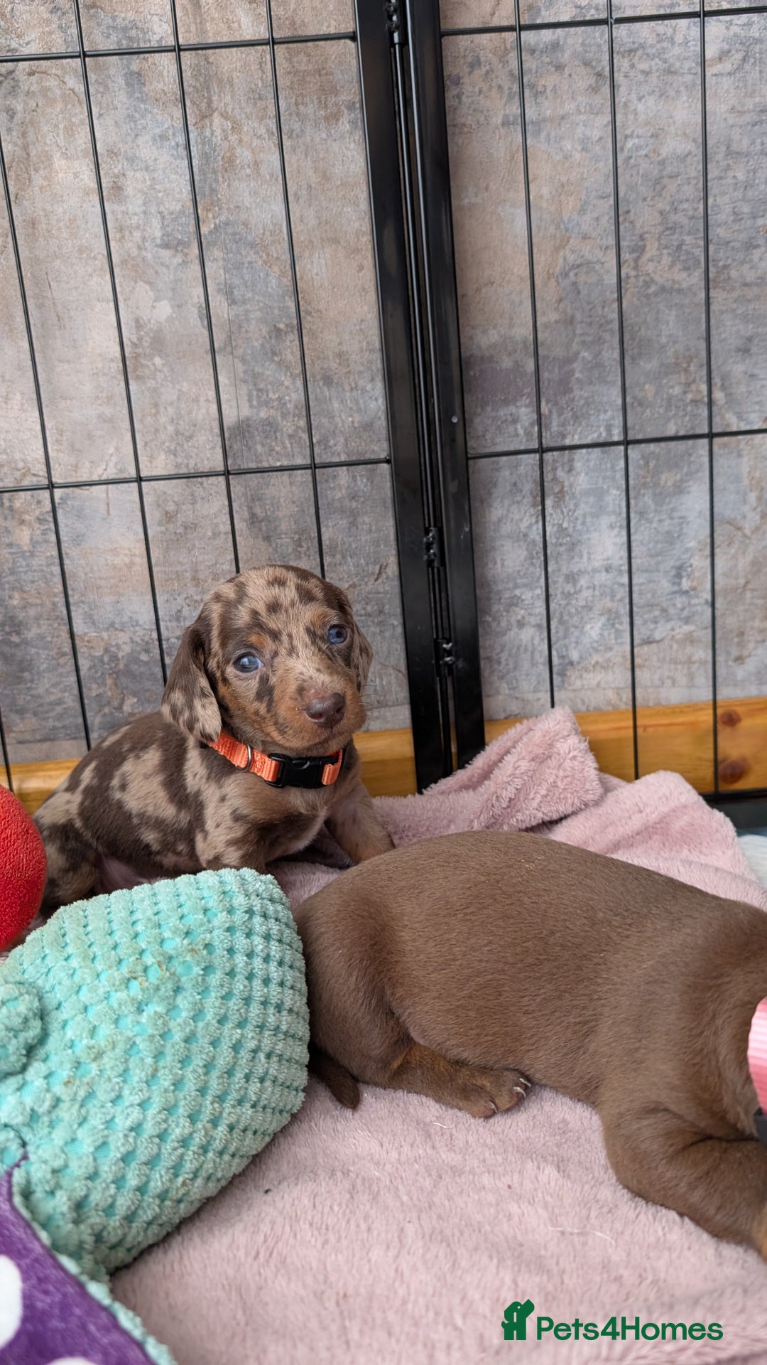 Dachshund dogs for sale: Dachshunds  - Image 29