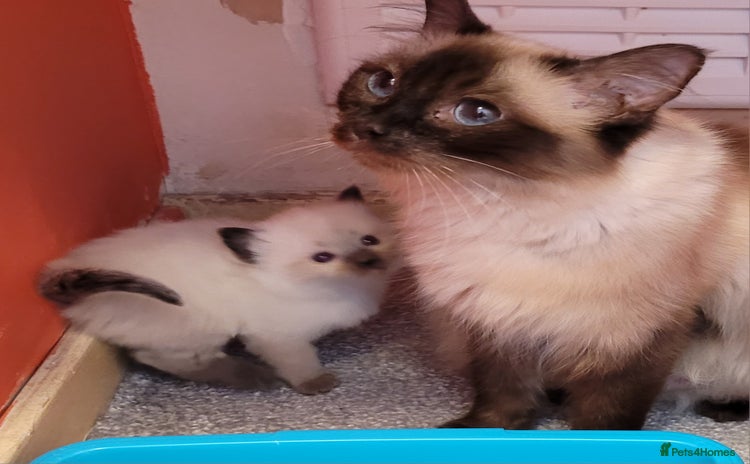 Ragdoll cats - Advert 13