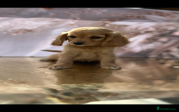 Cockapoo dogs for sale: YANKYDOODLES(COCKERPOOS) - Image 4