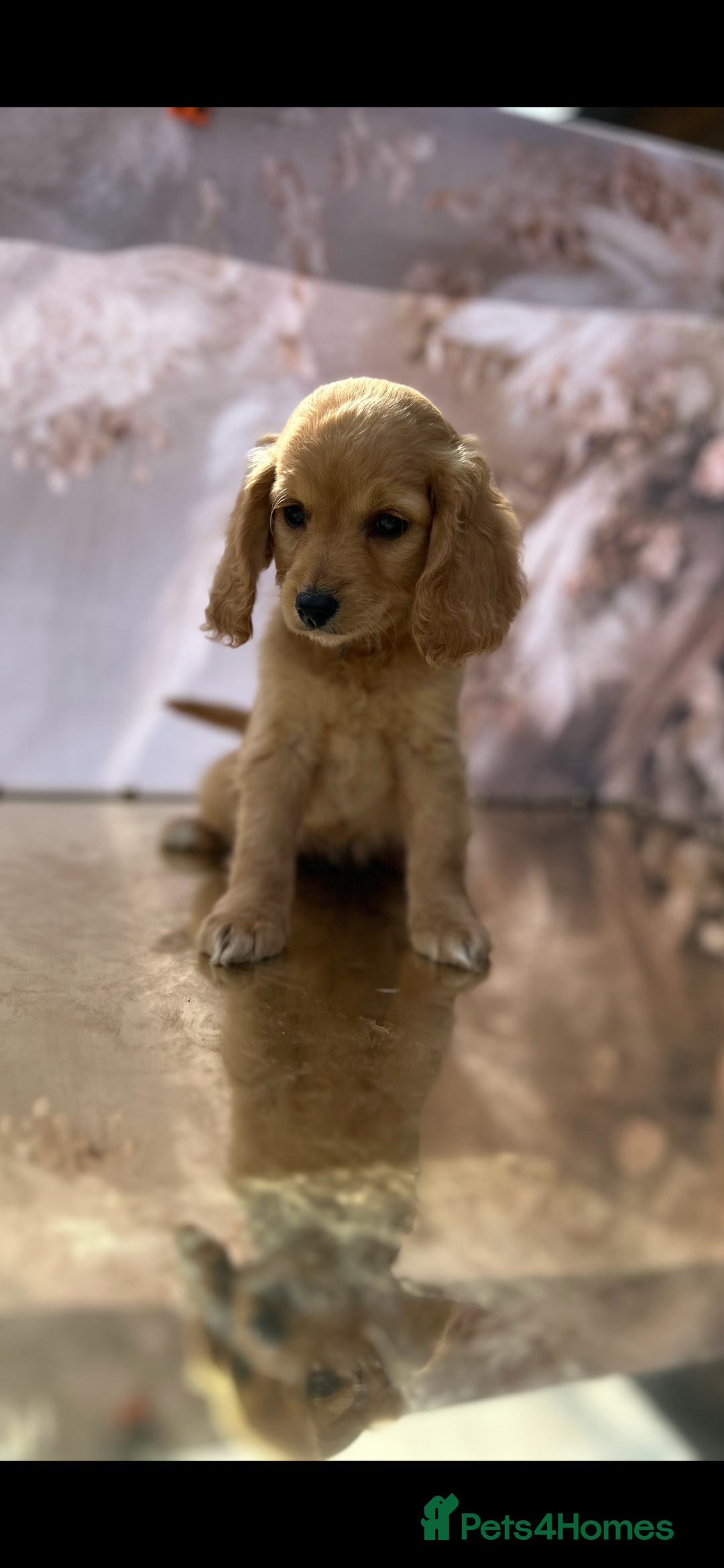 Cockapoo dogs for sale: YANKYDOODLES(COCKERPOOS) - Image 4