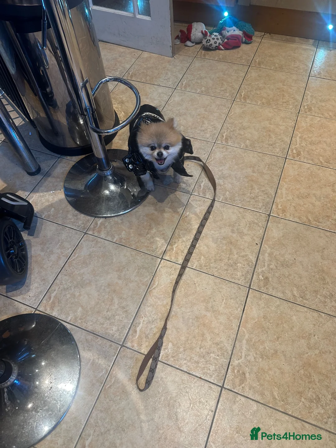 Pomeranian dogs for adoption: Fendi in Birmingham - Advert 2