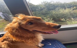 Mixed Breed dogs for sale: Cooper - Image 2