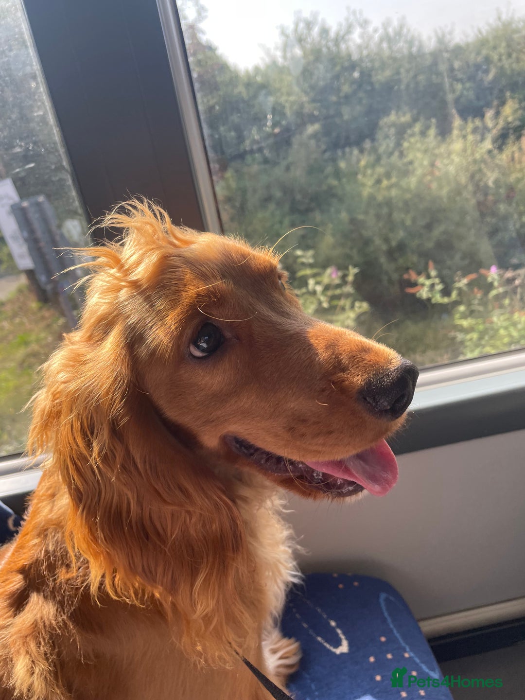 Mixed Breed dogs for sale: Cooper - Image 2