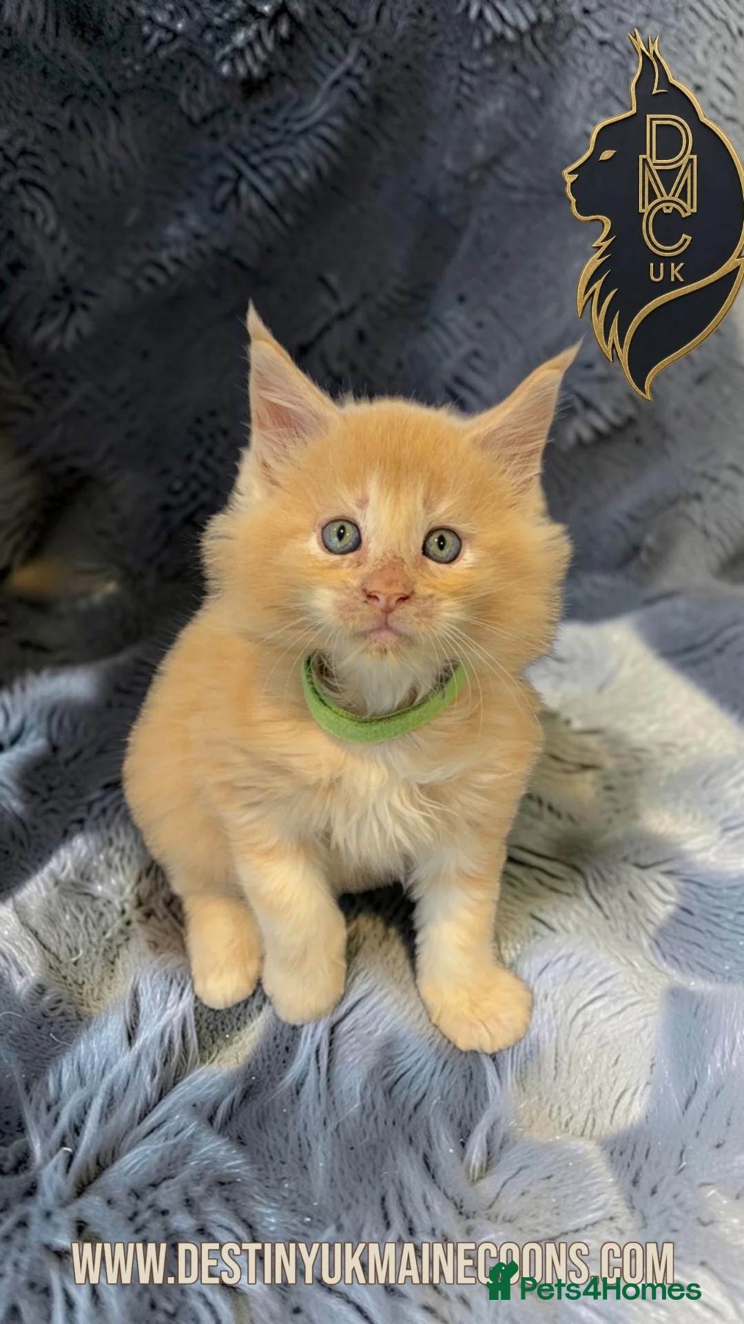 Maine Coon cats for sale: Cream Smoke Male Available - Advert 2