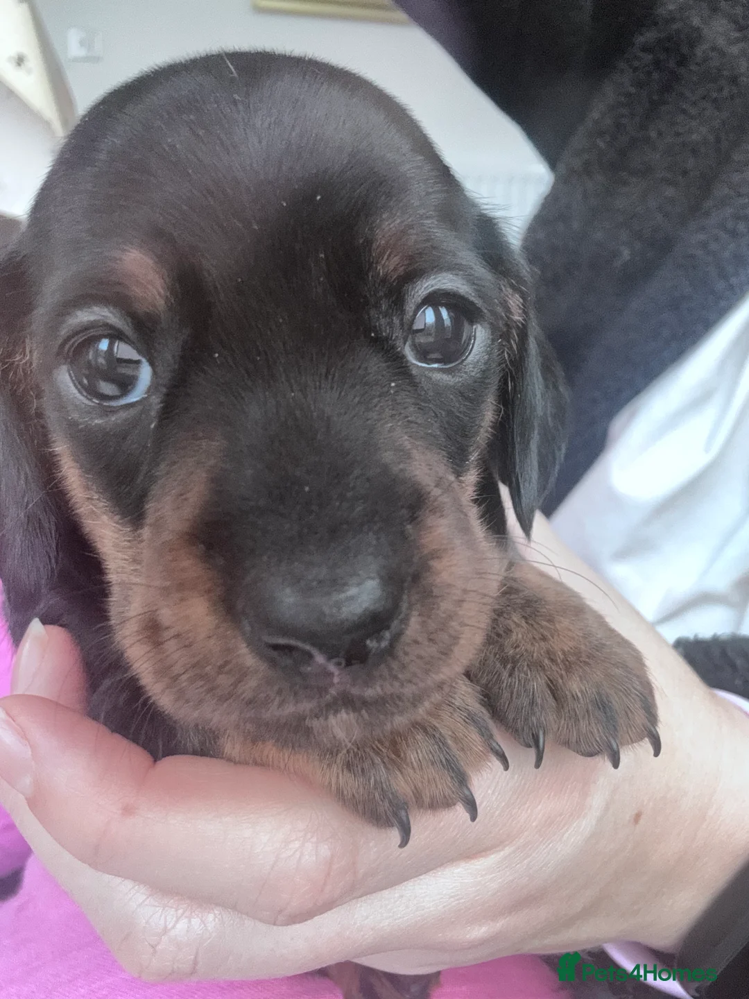 Miniature Dachshund dogs for sale: Gorgeous girls Mini Dachshund  - Advert 19