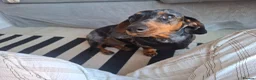 Dachshund dogs for sale: Silver Dappled Dachshund Female - Advert 2
