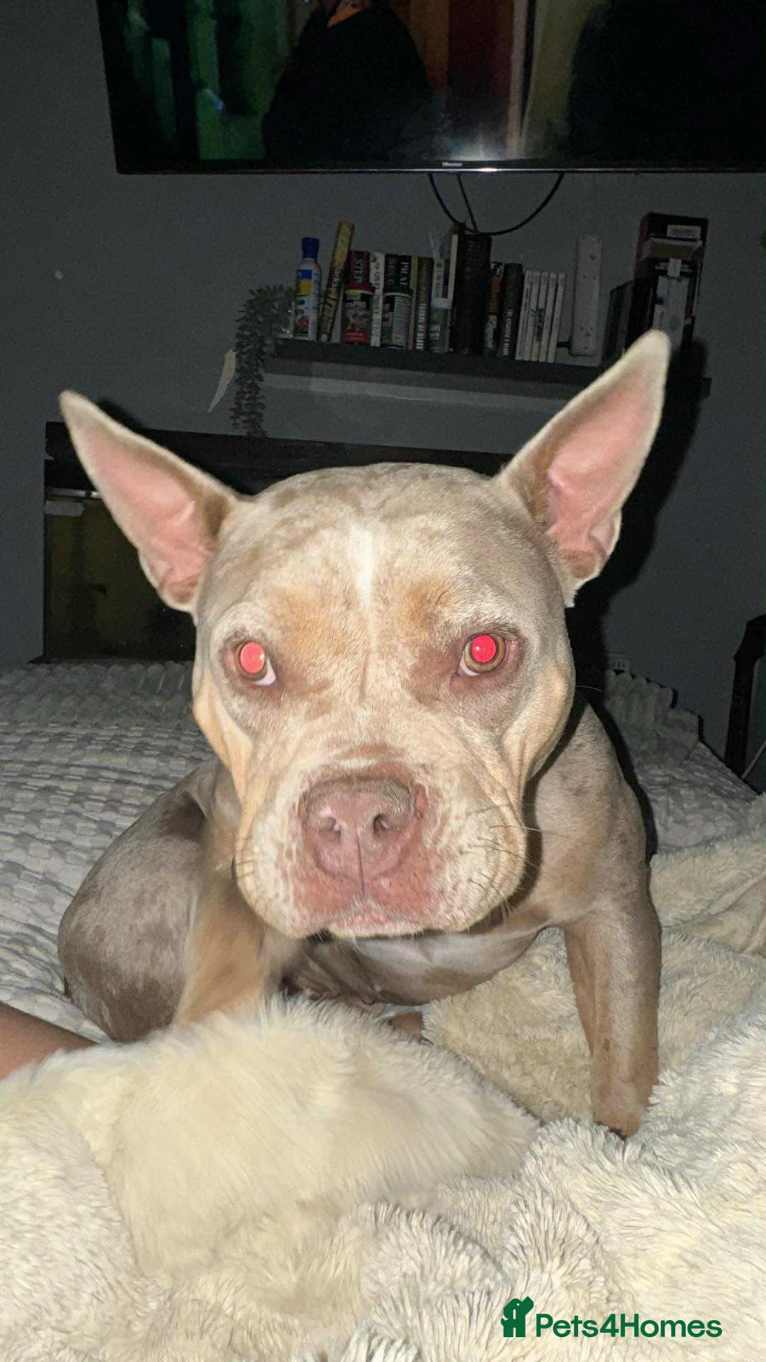 American Bully dogs for sale: Marley - Merle Pocket Bully - Age 2 - Advert 2