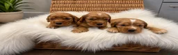 Cocker Spaniel dogs for sale: ✨EXCEPTIONAL SHOW COCKER SPANIELS✨ - Advert 3