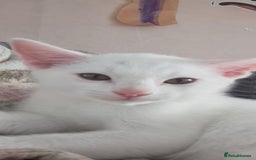 Bengal cats for sale: Last two boys Bengal .British short-hair cross - Advert 1