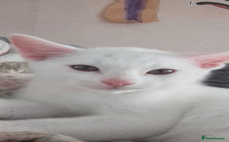 Bengal cats - Advert 13