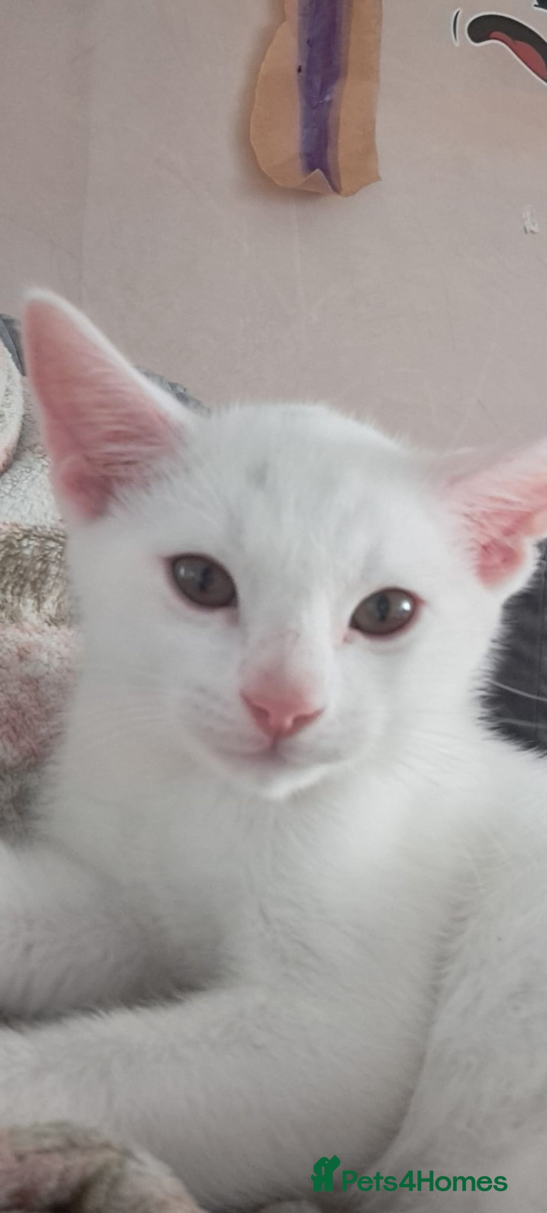 Bengal cats for sale: Last two boys Bengal .British short-hair cross - Advert 1