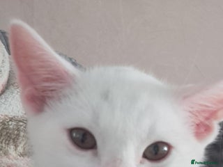 Bengal cats - Advert 16