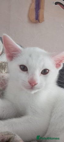 Bengal cats - Advert 13