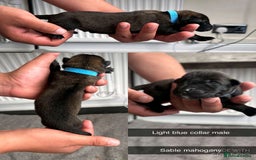 Belgian Shepherd Dog dogs for sale: JOKERLampak9🔥Narla VVk9🔥 belgian Malinois puppys - Image 11