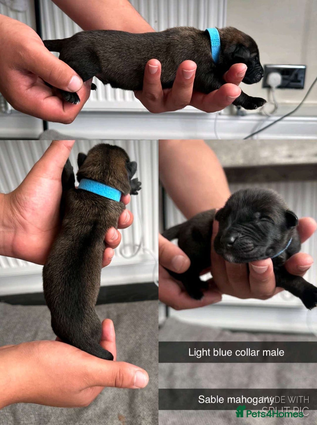 Belgian Shepherd Dog dogs for sale: JOKERLampak9🔥Narla VVk9🔥 belgian Malinois puppys - Image 11