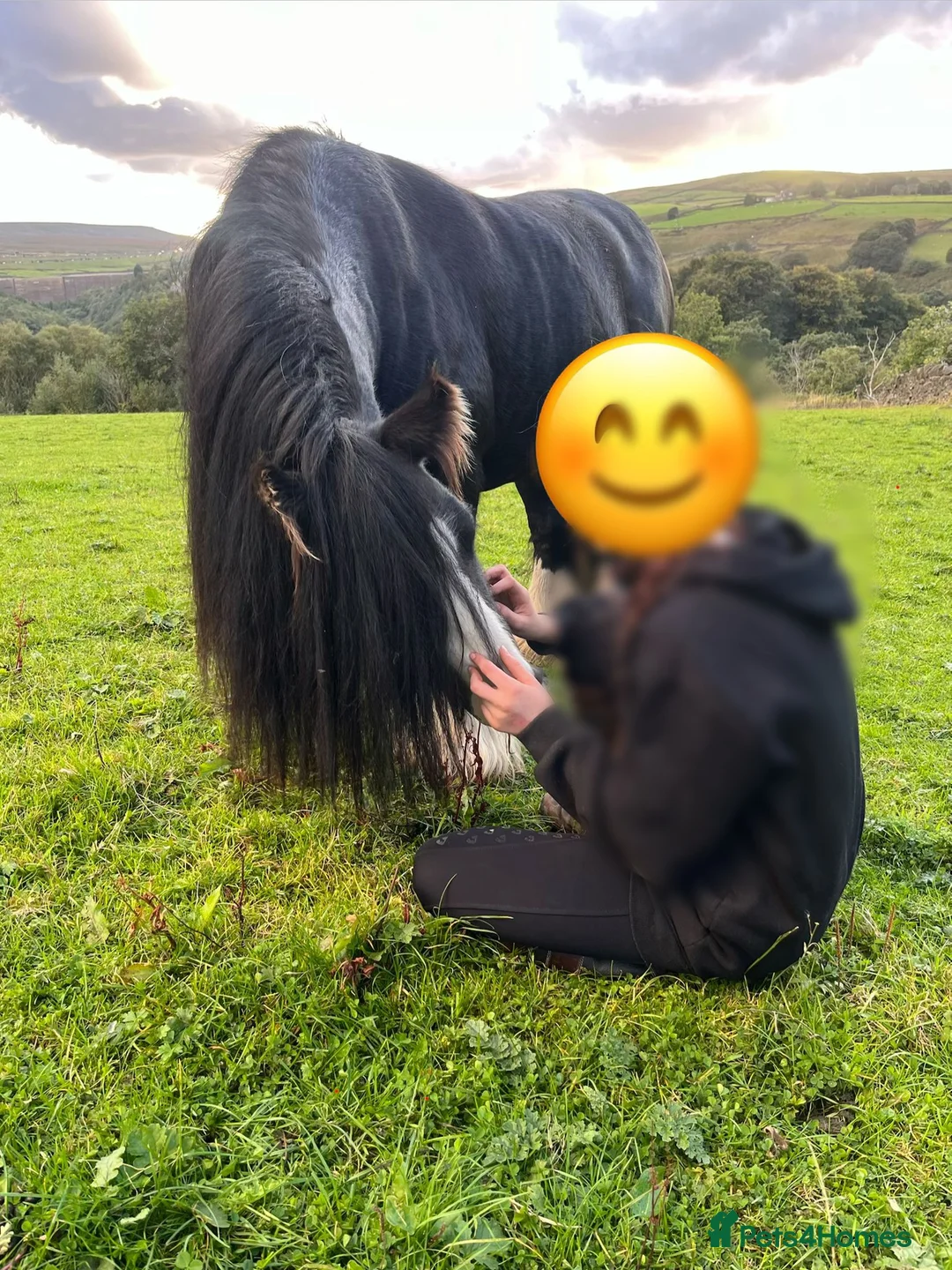 Other Breed horses for sale: Mini cob stallion - Advert 3