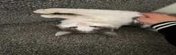 British Longhair cats for sale: Very beautiful female cat  - Advert 5
