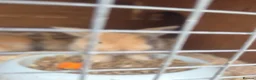 Mini Lop rabbits for sale: Gorgeous mini lops 3 boys left now  - Advert 11