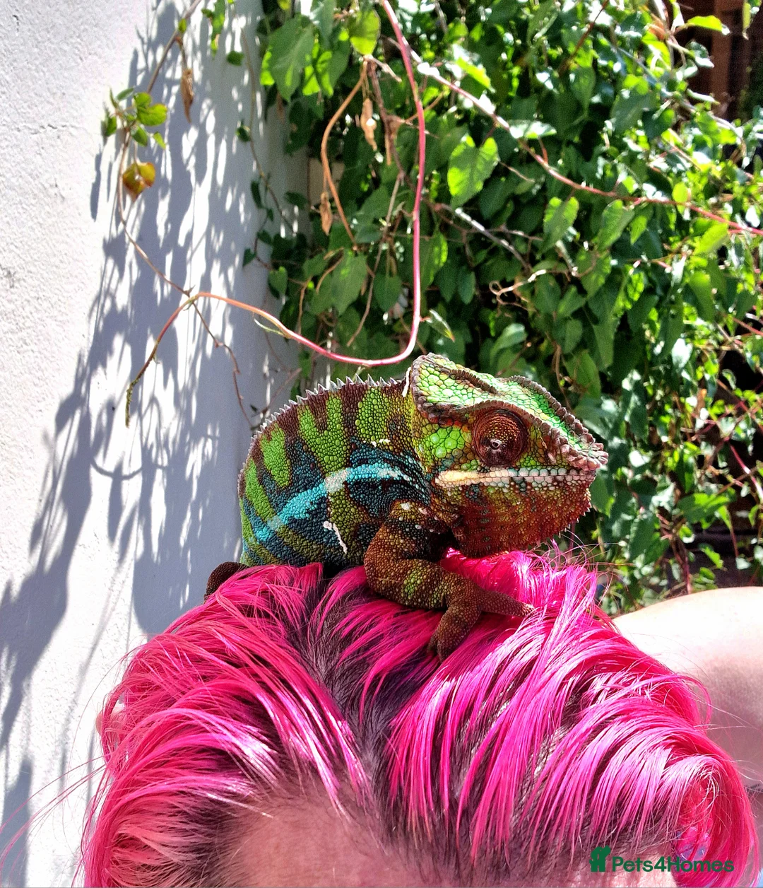 Chameleon reptiles for sale: Ambilobe Panther Chameleon Male - Advert 5