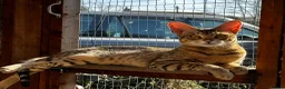 Savannah cats for sale: Savannah F4 girls - Advert 12
