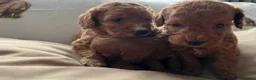 Cockapoo dogs for sale:  Stunning F1 DNA clear cockapoo puppies  - Advert 6