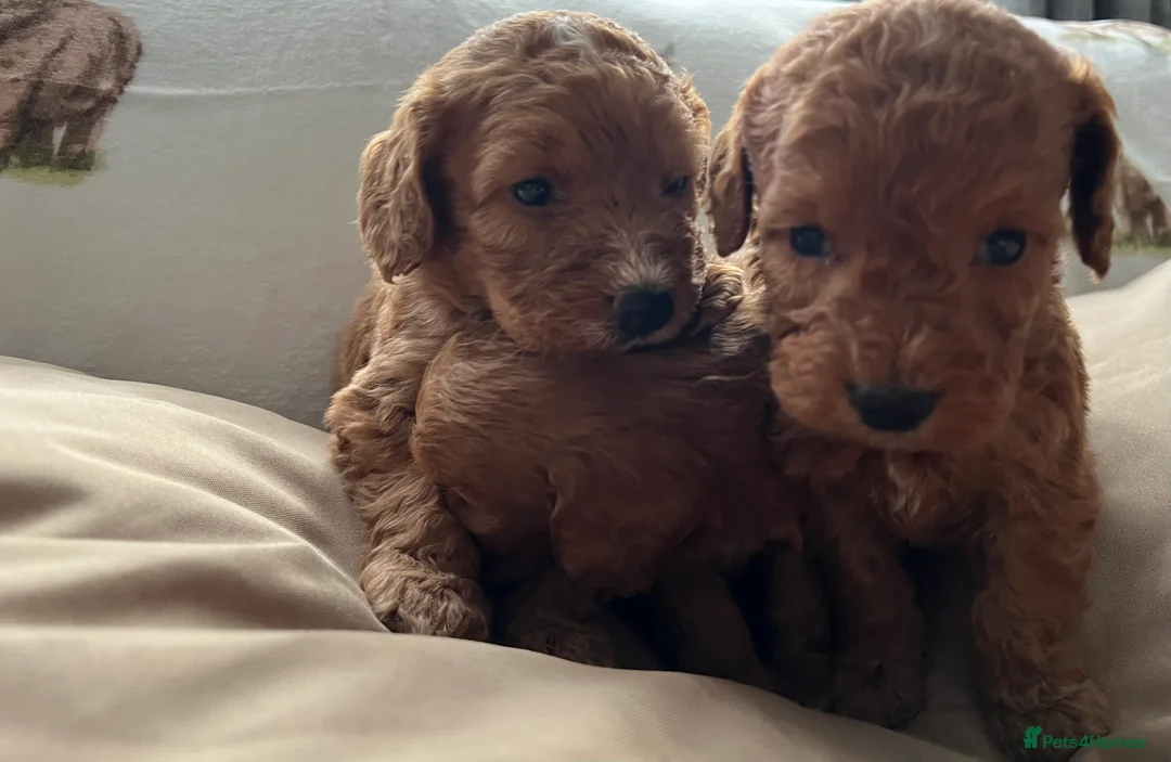 Cockapoo dogs for sale:  Stunning F1 DNA clear cockapoo puppies  - Advert 6