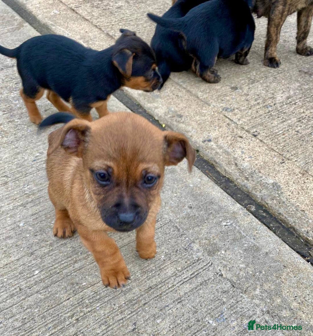 Jug dogs for sale: Jug puppies - Image 6