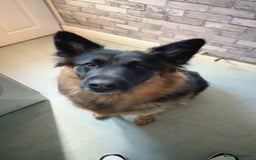 German Shepherd dogs for sale: German shepherd puppies  - Image 17