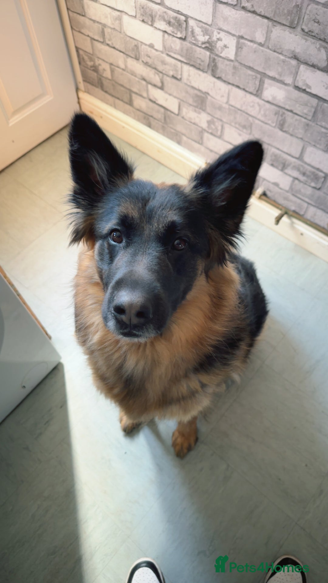 German Shepherd dogs for sale: German shepherd puppies  - Image 17