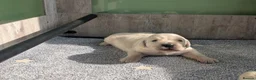 Golden Retriever dogs for sale: Bella’s Golden Gems - Advert 12