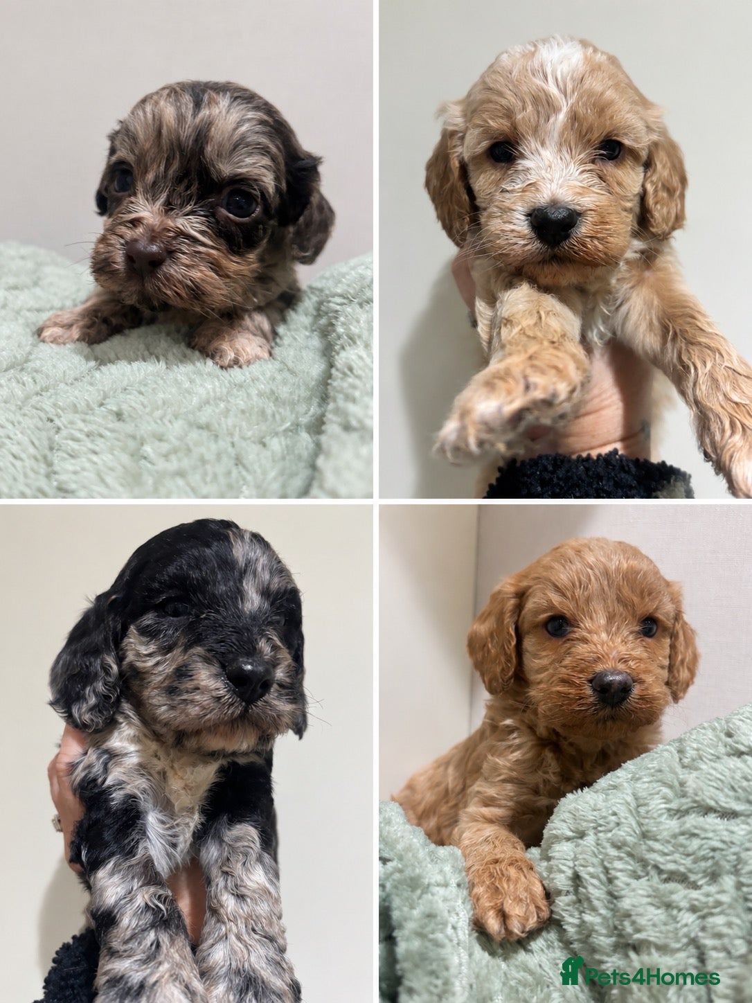 Cavapoo dogs for sale: Stunning mini cavapoos - Advert 19
