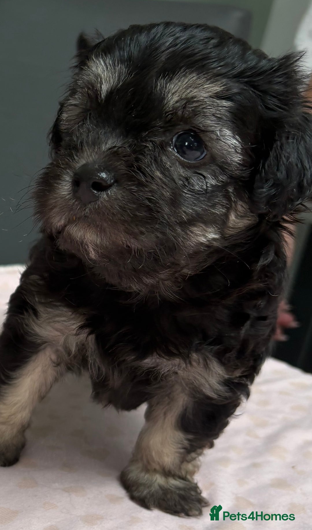 Maltipoo dogs for sale: Beautiful maltipoo puppies - Image 5