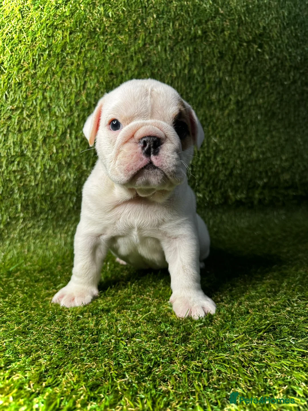 English Bulldog dogs for sale: English Bulldog Puppies - Advert 6