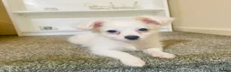 Maltese dogs for sale: Purebred Tiny Maltese Female Puppy Available Soon - Advert 6