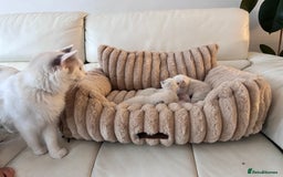 Ragdoll cats for sale: Ragdoll kittens - Image 4
