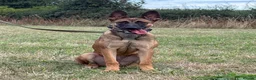 Belgian Shepherd Dog dogs for sale: Mali/dutch Female BRN  - Advert 14