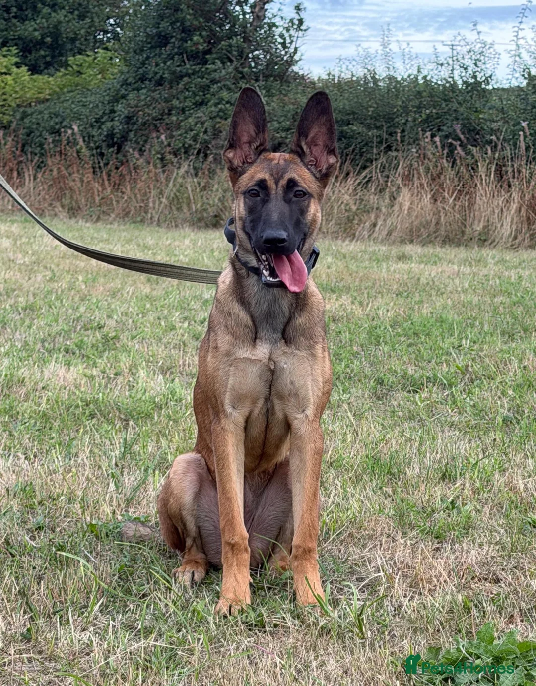 Belgian Shepherd Dog dogs for sale: Mali/dutch Female BRN  - Advert 14