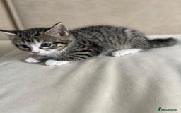European cats for sale: Kittens for sale - Image 13