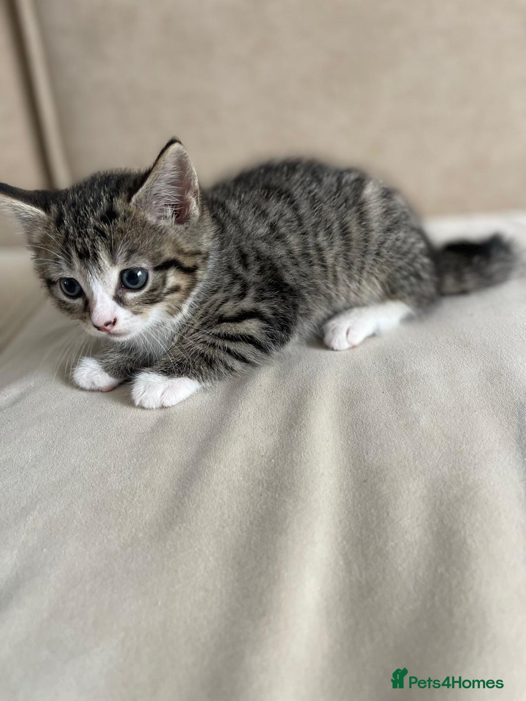 European cats for sale: Kittens for sale - Image 13